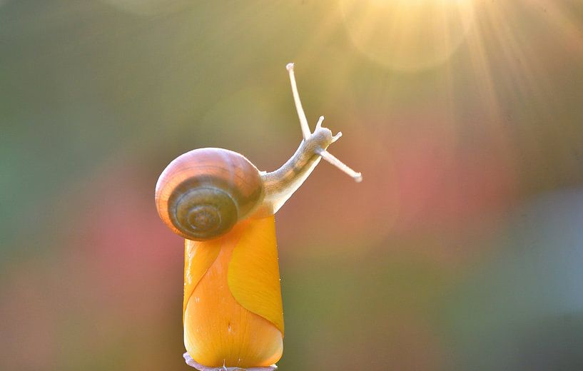 Le miracle de l'escargot par A. Bles