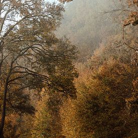 Road trip through a misty autumn forest by Jolijn Gommans