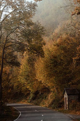 Roadtrip door een mistig herfstbos