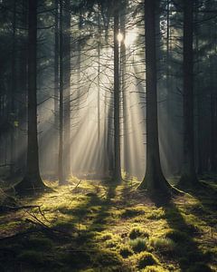 Magisches Licht im Wald