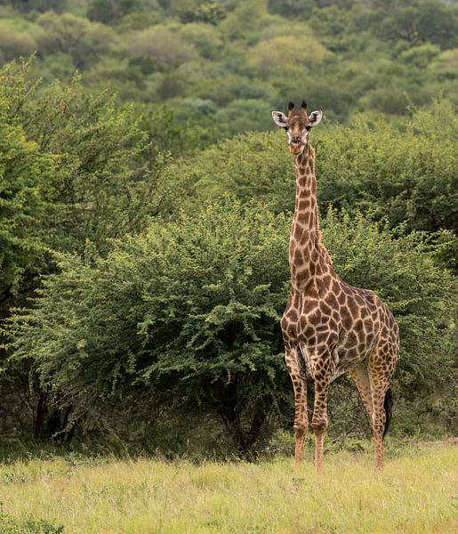 giraffe in south africa van ChrisWillemsen