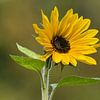 Tournesol dans la lumière d'été sur Saranda in t Veld Fotografie