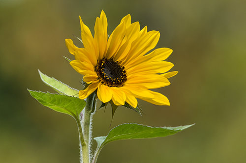 Zonnebloem in zomers licht