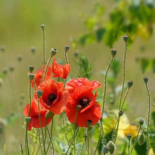 Poppies with seed pods by Herman Peters