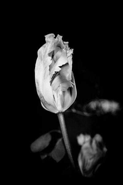 Zwart-wit fotografie Tulp zwart wit met rafels centerpoint