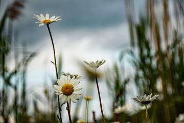 Dasy by Patrick Boonstra