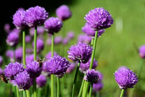 Flowering chives