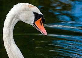 Swan by Han van der Staaij