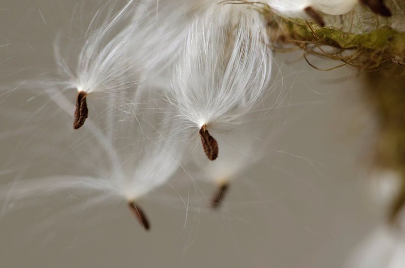 Nahaufnahme von Seidenpflanzensamen von Margot van den Berg