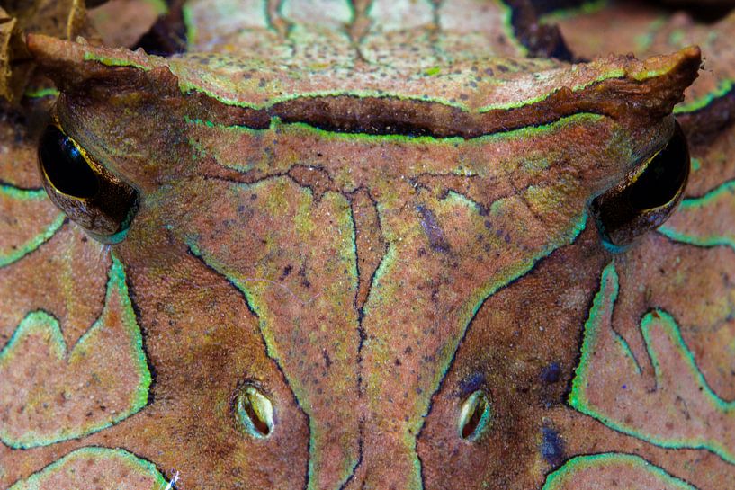 Amazon horned frog (Ceratophrys cornuta) par Stijn de Jong
