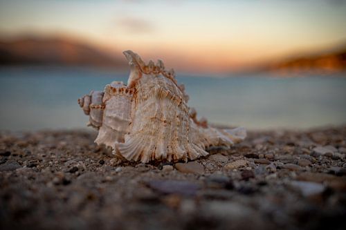 Shell by Danielas ARTPicture