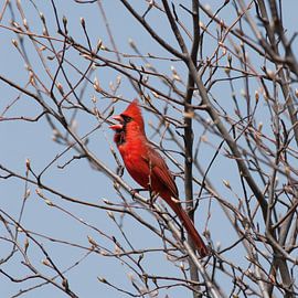 red cardinal sings spring by Jacintha Van beveren