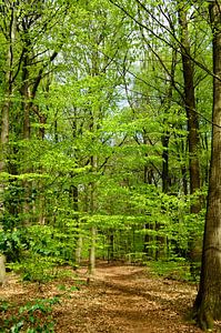 Forêt de hêtres au printemps