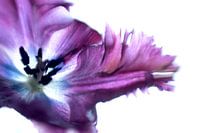 Paarse tulp met een vleugje abstractie