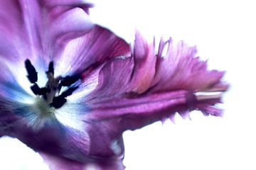 Paarse tulp met een vleugje abstractie van Bianca de Haan