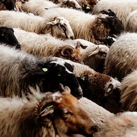 Herd of sheep in Drenthe by Laura