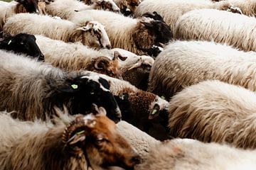 Troupeau de moutons dans la Drenthe