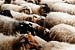 Kudde schapen in Drenthe van Laura
