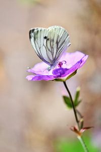 Papillon sur un géranium pourpre