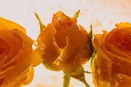 Rose in ice 2 by Marc Heiligenstein