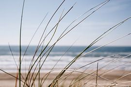 Waving grass at Zandvoort by the sea by Evelien Lodewijks