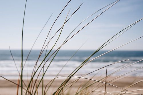 Wuivend gras bij Zandvoort aan zee