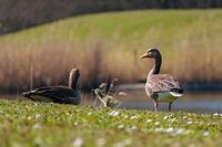 Geese with chicks spring 2020