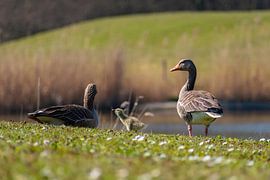 Gänse mit Küken Frühjahr 2020 von Wesley Hendriks