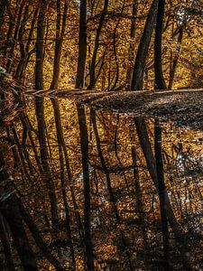 Reflections