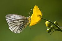 White-veined