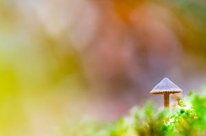 Pilz im Wald