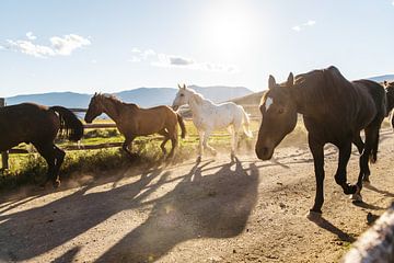 Western paarden rennen naar het weiland - Sundance Western Horse Ranch in Canada van Marit Hilarius