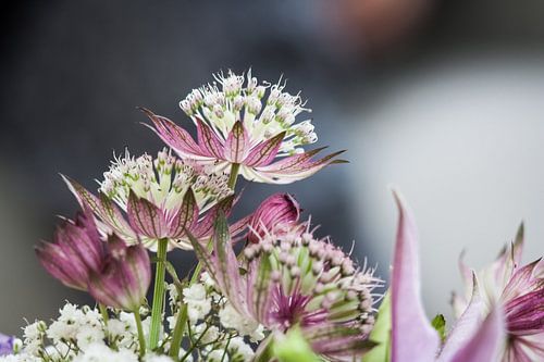 Zeeland Button (Astrantia)
