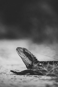 Encountering Nature: Wildlife on Bradleys Head Walking Track by Ken Tempelers