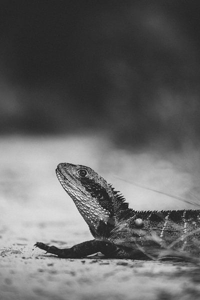 Encountering Nature: Wildlife on Bradleys Head Walking Track by Ken Tempelers
