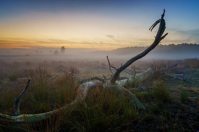fog in Loonse and Drunense Dunes by Eugene Winthagen