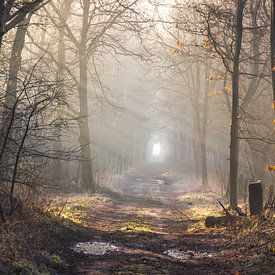 Zonnestralen & sunbeams in de Laurabossen van Peschen Photography