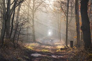 Sonnenstrahlen & Sonnenstrahlen in den Wäldern von Laura von Peschen Photography