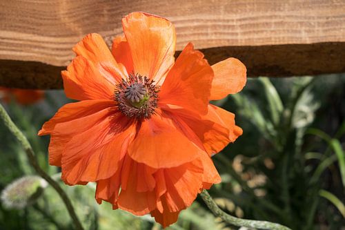 Red poppy flower, wood and summer meadow