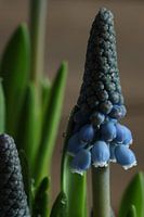Wassertropfen auf blauer Weintraube.1