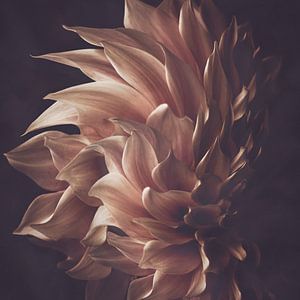 Electra