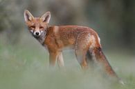 Cub von Pim Leijen Miniaturansicht