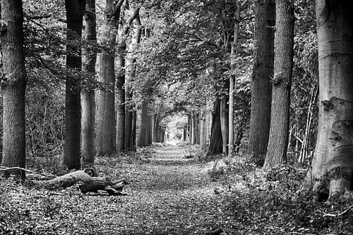 Oranjewoud in Heerenveen, zwart/wit