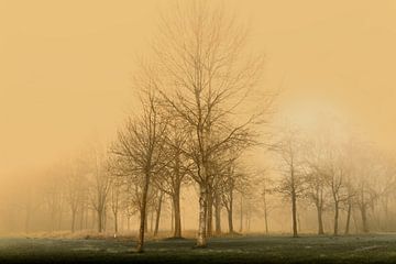 Mysterieuze mist in het bos 2 van Marcel Kieffer