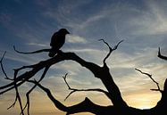 silhouette d'un oiseau au coucher du soleil par Klaartje Majoor Aperçu