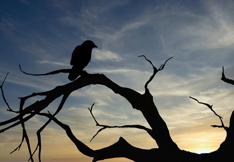 silhouette d'un oiseau au coucher du soleil par Klaartje Majoor