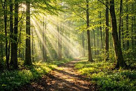 Sunlit Forest Path by ButterflyPix