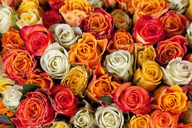 Witte, rode en oranje rozen beeldvullend close up van Frans Rombout