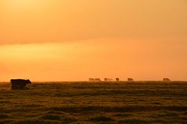 Koeien in weiland in de ochtend van Maurice Kruk