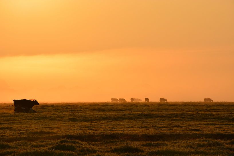 Koeien in weiland in de ochtend van Maurice Kruk